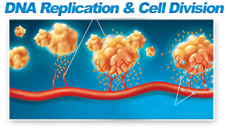 DNA replication & cell division